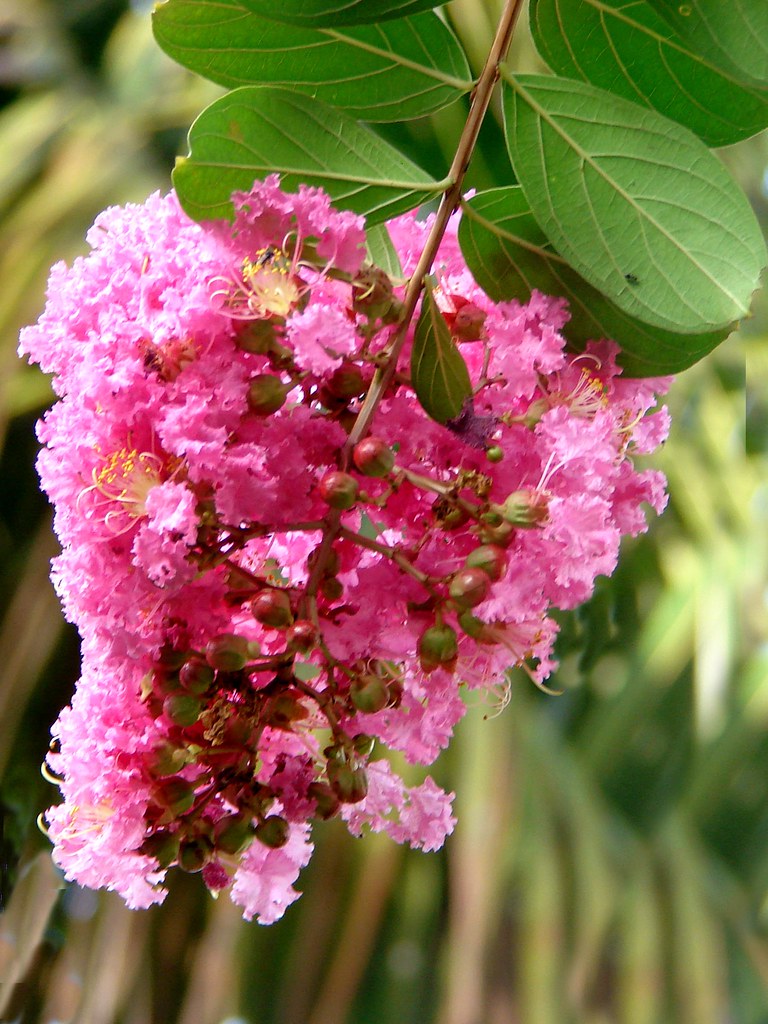 배롱나무 꽃 클로즈업