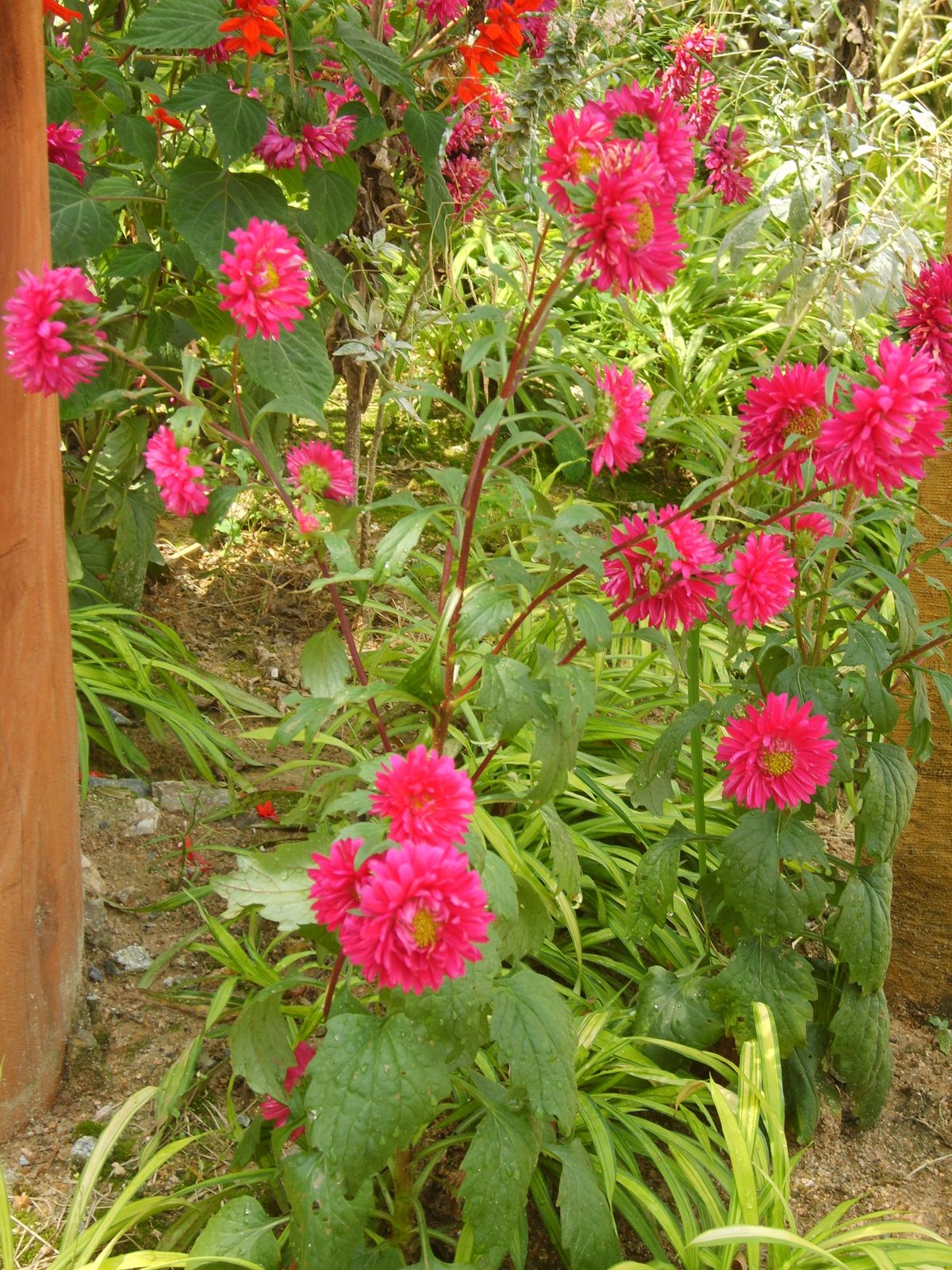 과꽃 화단