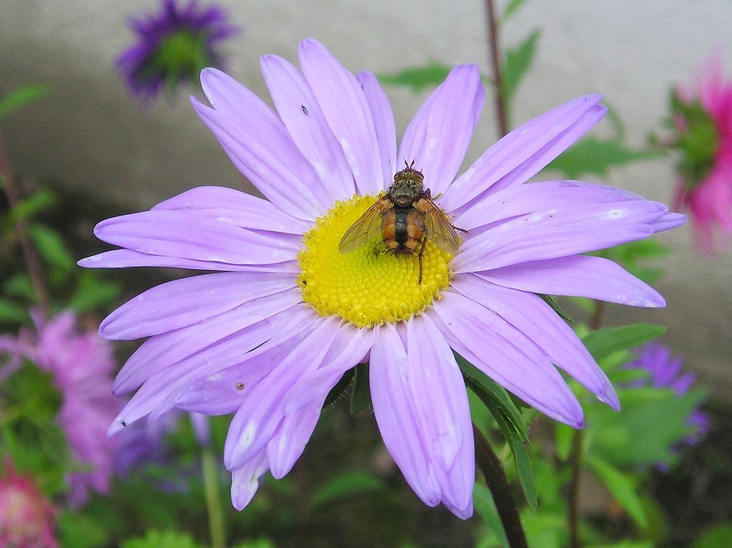 과꽃 실사 사진