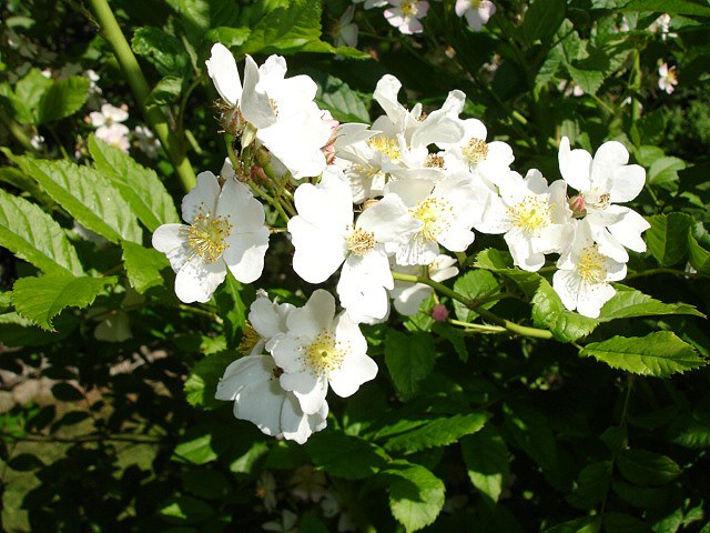 찔레꽃 실사 사진