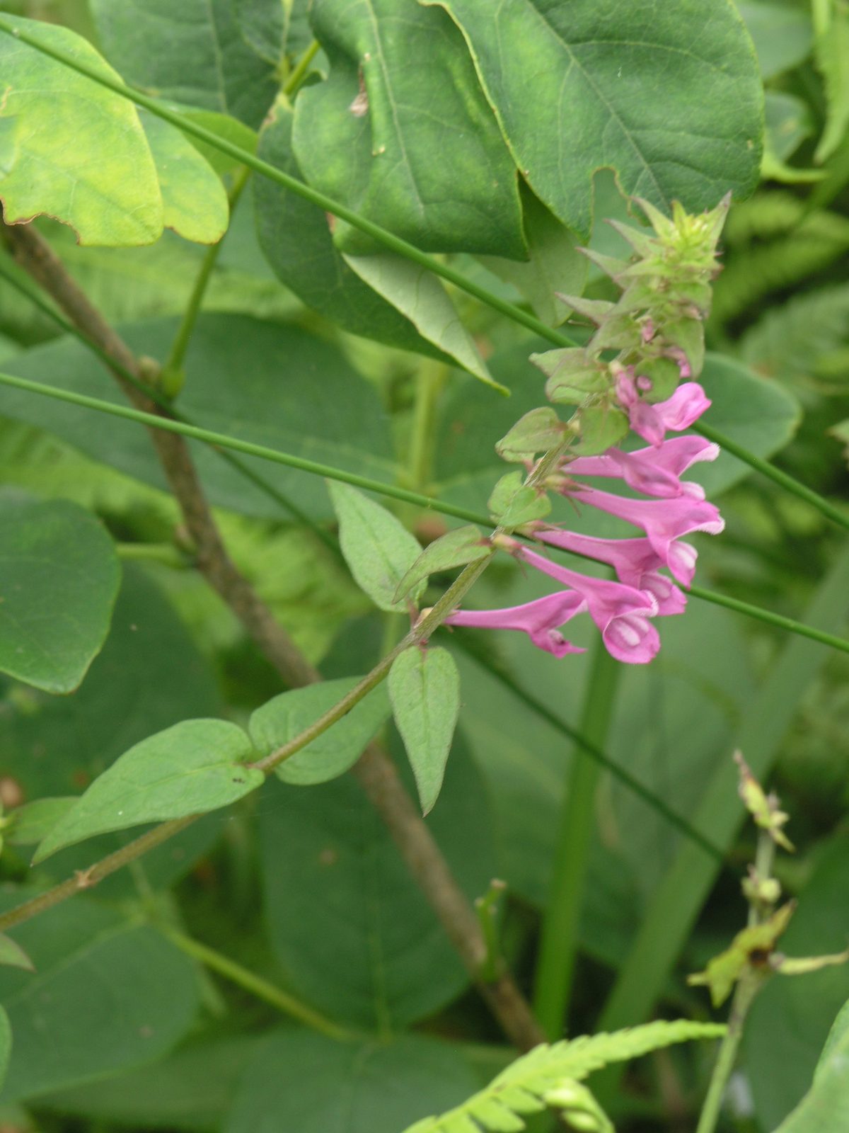 꽃며느리밥풀 실사 사진